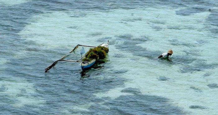 Un hombre cosecha algas en una playa de Nusa Dua, Bali, Indonesia. Foto: EFE/Mast Irham.