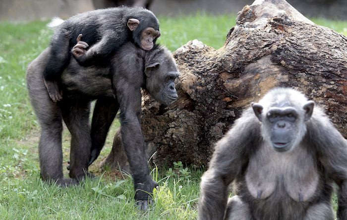 Un Grupo De Chimpancés Que Viven En El Hábitat Del Africa