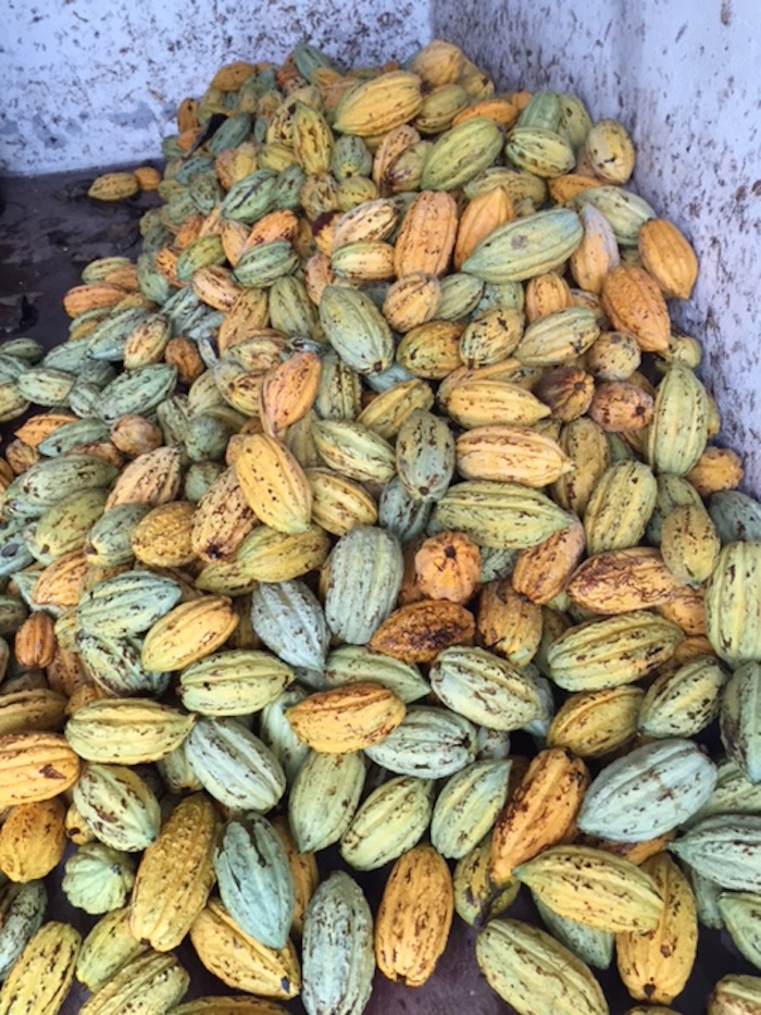 Cacao criollo. Foto: Conacyt