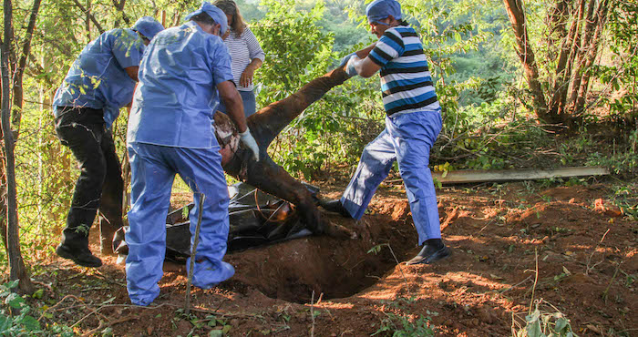 Elementos de seguridad localizaron una fosa clandestina en la parte alta de la colonia Simón Bolívar. En el cementerio clandestino fue ubicado un cadáver decapitado. La búsqueda de otros cadáveres fue suspendida debido a la falta de luz del día ya que elementos del ejercito y marina y federal acompañaron a los ministeriales y peritos para realizar las búsquedas de los cuerpos. Foto: Cuartoscuro