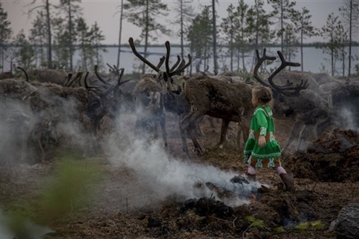 Margarita Moltanova De AÒos Juega Con Renos De La Manada De Su Familiia En La RegiÛn De Yamal En El Norte De Rusia ap Fotopetr Shelomovskiy