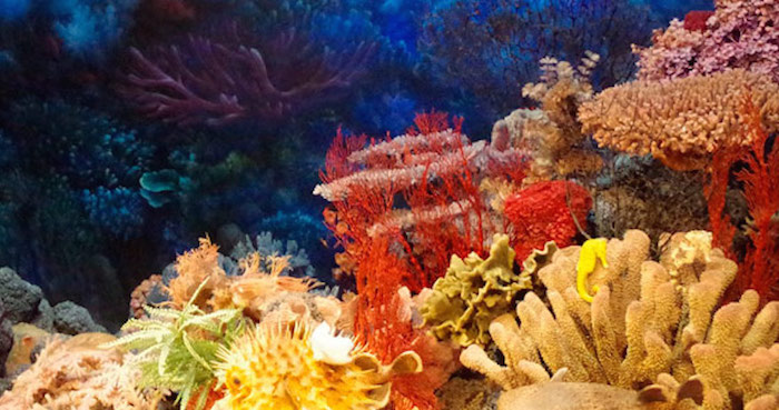 Los arrecifes de coral son ecosistemas que funcionan como refugios para una gran biodiversidad marina y son grandes productores de alimentos de gran importancia para la cadena trófica. Foto: Conacyt 