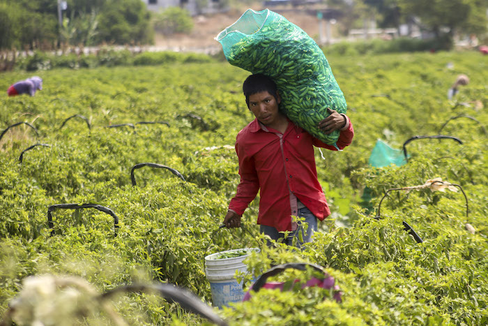 El Por Ciento De Los Trabajadores Agrícolas Viven En Condiciones De Pobreza Foto Juan José Serafín Cuartoscuro