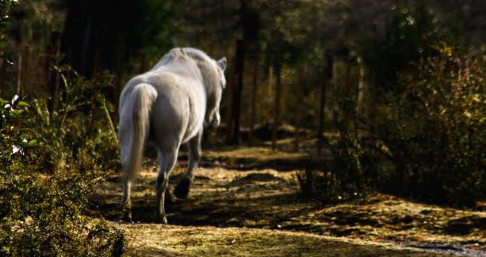 Los Caballos Se Me Antojan De Pronto La Antítesis De La Ligereza De Estos Tiempos En Que Hacemos Lo Que Sea Para No Sentir El Peso De La Existencia Foto Alberto Alcocer beco Bcocom