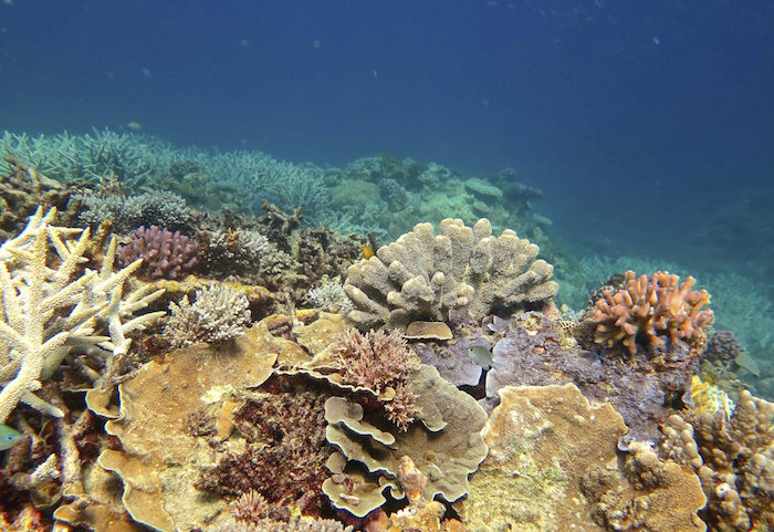 Corales Sanos En La Gran Barrera De Australia Foto Efe