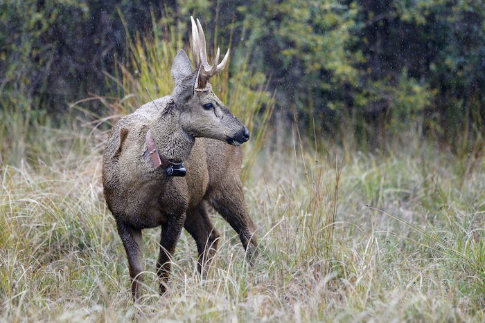 Un Huemul Macho Bajo La Lluvia Foto Efe