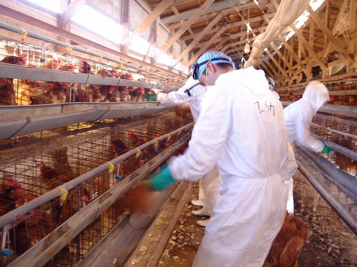 Empleados cubiertos en trajes de alta protección recogiendo pollos para ser sacrificados. Foto: EFE/Archivo.