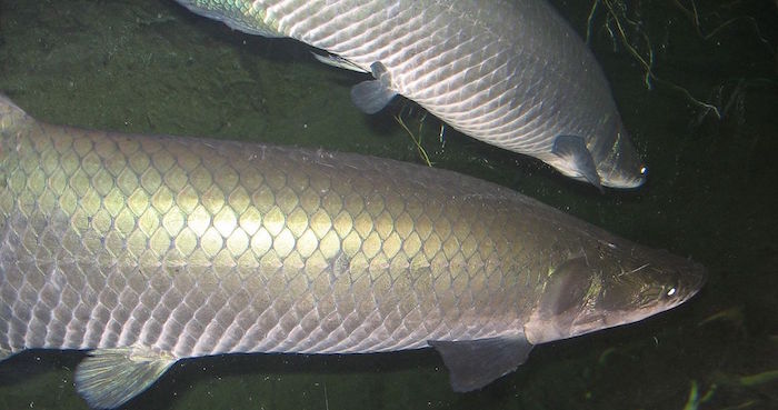 1280px-arapaima049