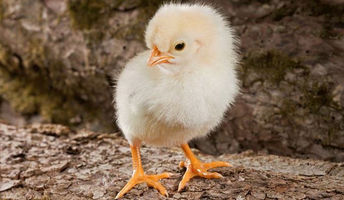 Si La Humanidad Vivió Un Periodo De Amasiato Con El Ave Lo Cierto Es Que Acontece Una época De Desprestigio General Y Razonado Del Pollo Foto Shutterstock