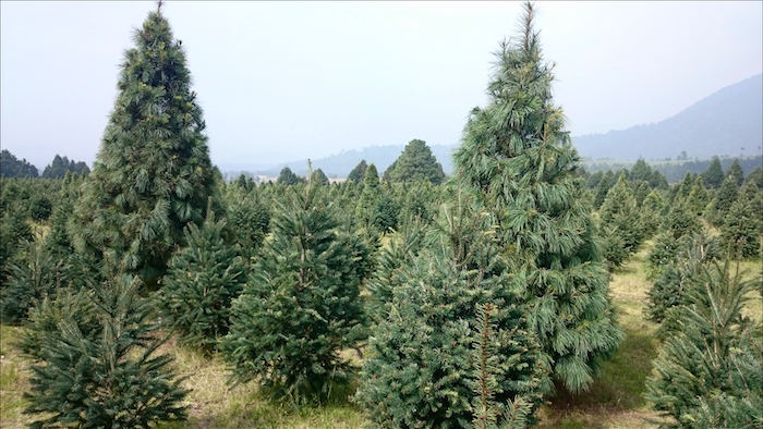 Una Foto Del Bosque De Los Árboles De Navidad En En Amecameca Foto Oswin Bravo Google Imagen