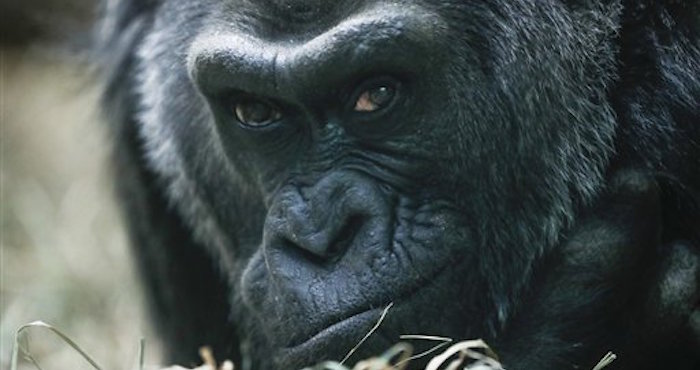 Colo Una Gorila Occidental De Llanura En Su Encierro En El ZoolÛgico De Columbus Ohio El De Diciembre De Colo El Primer Gorila Del Mundo Que NaciÛ Un Zoo CumpliÛ AÒos El De Diciembre De Superando Por Dos DÈcadas La Expectativa De Vida De Los Gorilas Que Viven En Cautiverio ap Fotojohn Minchillo