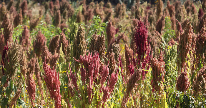 Mexico Df octubre Plantas De Amaranto Son Cultivadas En Las Partes Altas De Tulyehualco En La Delegacion Xochimilco En La Cual Sale El Grano De Amaranto El Cual Es Procesado Para Hacer Disintos Productos Alimenticios De Alto Valor Nutricional Como Cereal Reventado Del Cual Se Elaboran Los Siguientes Productos Finales Alegrias Amaranto cereal Reventado Granolas Tamales Atoles Pinole Mazapan Etc Y Tambien Existen Otros Productos Elaborados Como Cereales Enriquecidos Tortillas Galletas Panques Horchata Bebidas Chocolatadas Hojuelas Harinas Etc Foto Rodolfo Angulocuartoscurocom