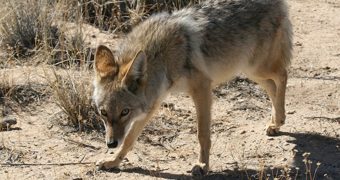 Coyote Silvestre Foto Especial