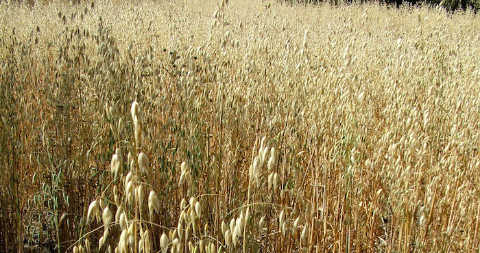 Tecamac Estado De Mexico noviembre La Avena Es Un Genero De Plantas De La Familia De Las Poaceas Utilizada Como Alimento Y Como Forraje Para Los Animales En Esta Localidad Se Cultiva Frijol Maiz Y Maguey Este Cereal Es Base En Al Dieta Del Ser Humano Y De Animales De Engorda Actualmente La Avena Se Acerca a La Importancia Del Trigo O La Cebada Pues Es Rica En Proteinas De Alto Valor Biologico Grasas Y Un Gran Numero De Vitaminas Y Minerales Es El Cereal Con Mayor Proporcion De Grasa Vegetal Y Contiene Un De Grasas Foto Mario Nulocuartoscurocom