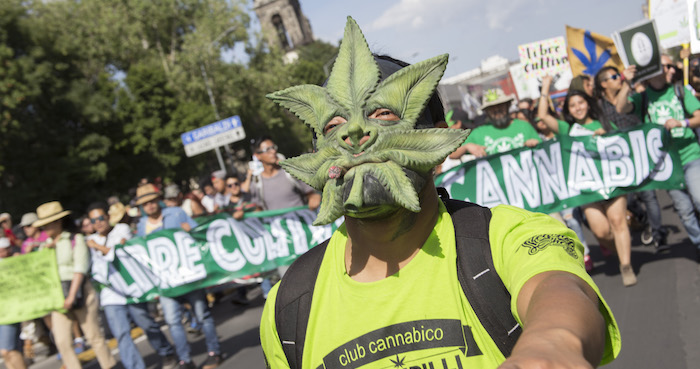 La Trascendencia De La Decisión Del Senado No Es Solo Que Se Permita El Uso Médico De La Mariguana Sino Que Se Da Un Primer Paso Para Cambiar El Absurdo Paradigma De Combate a Las Drogas En Este País Foto Cuartoscuro