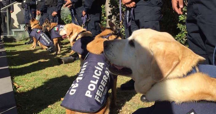 Policía Federal da en adopción a nueve perros rastreadores. Foto: La Opinión 