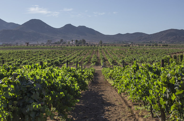 La Mayor Región Vinícola Del País Está Ubicada En Ensenada Baja California Foto Cuartoscuro