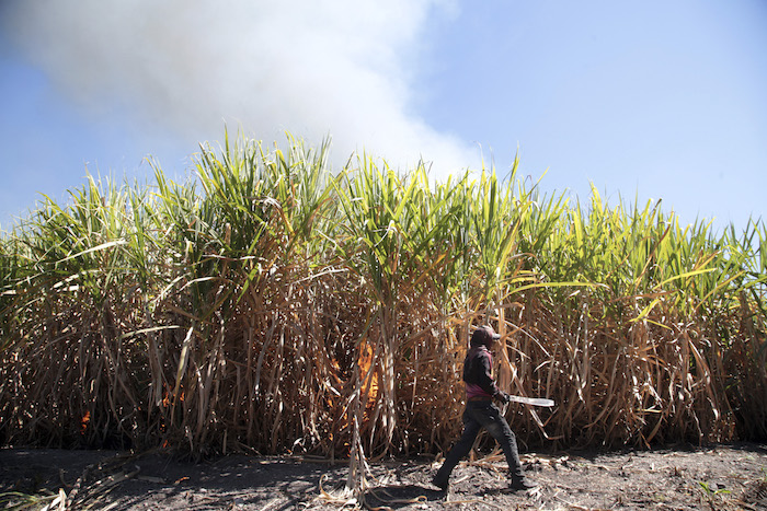 En un país megadiverso, donde el 60 por ciento del territorio pertenece a las comunidades indígenas y campesinas. Foto: Cuartoscuro