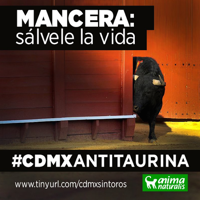 Animanaturalis pide a los ciudadanos sumarse con el hashtag #CDMXAntitaurina. Imagen: Twitter @AnimaNat_Mexico.