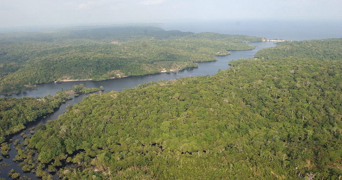 Las Regiones Tropicales Fueron Responsables Del Por Ciento De La Reducción Total Del área Intacta De Paisaje Forestal Foto Efe