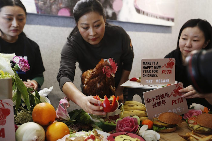 Varios activistas y Cherry, un pollo rescatado, participan en un almuerzo organizado por activistas del grupo defensor de los derechos de los animales PETA para promocionar las comidas veganas durante las celebraciones por el Año Nuevo Chino en Pekín (China) hoy, 19 de enero de 2016. El año que comienza será el Año del Gallo según el calendario tradicional chino. EFE/How Hwee Young