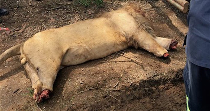 El Cuerpo De Un LeÛn Al Que Le Han Decapitado Y Mutilado Las Patas Yace En Un Hotel De Safari En La Provincia De Limpopo En Sudfrica El Jueves De Enero Del Tras Haber Sido Hallado Por El Personal El DÌa Anterior Tres Leones Machos Fueron Decapitados Y Mutilados Por Cazadores Furtivos Aparentemente Para Usar Estas Partes En Medicina Tradicional Dijo La PolicÌa De Sudafrica ap Fotojoe Dreyer