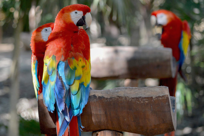 La Guacamaya Roja Ha Sido Completamente Exterminada En Tamaulipas Veracruz Oaxaca Tabasco Y Campeche