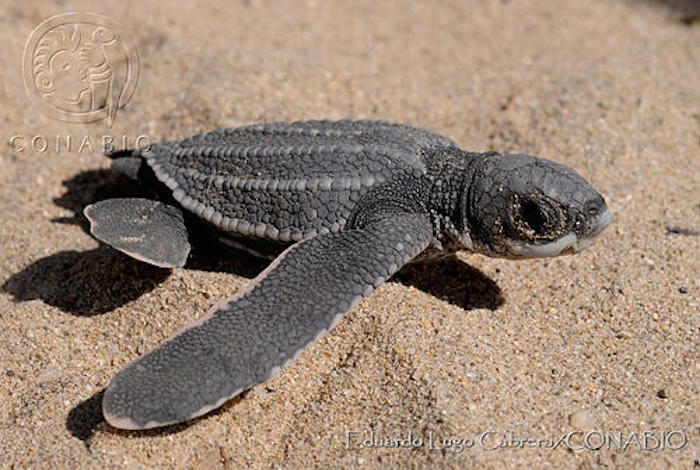 La Tortuga Laúd Del Pacífico Oriental Es La Tortuga Marina Más Amenazada Del Mundo Y Estos Animales Anidan Principalmente En Michoacán Guerrero Y Oaxaca