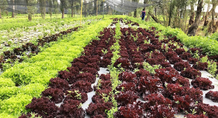 Chinampa En Xochimilco