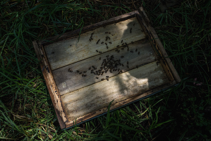 Día Nacional De Las Abejas