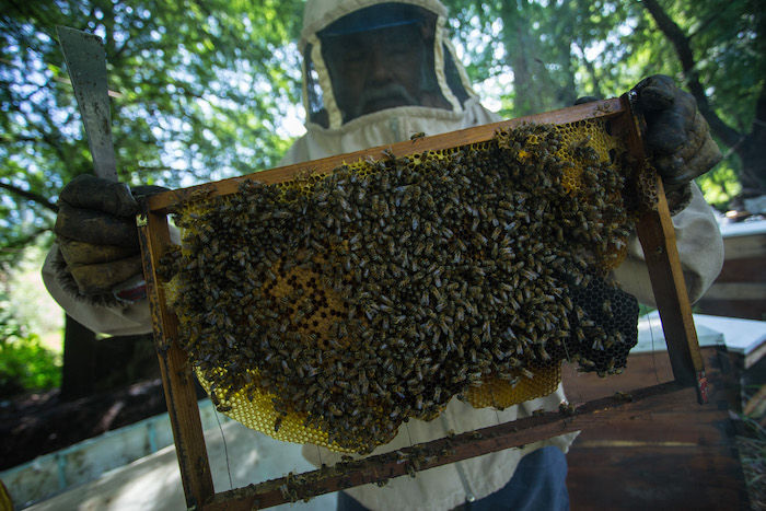 Día Nacional De Las Abejas