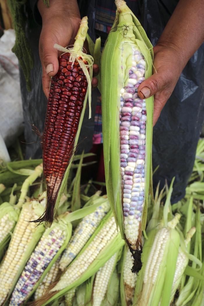 El elote contiene altas cantidades de potasio y ácido fólico.