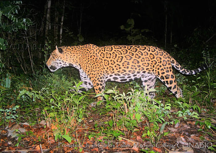 Amenazas Para Los Jaguares En México