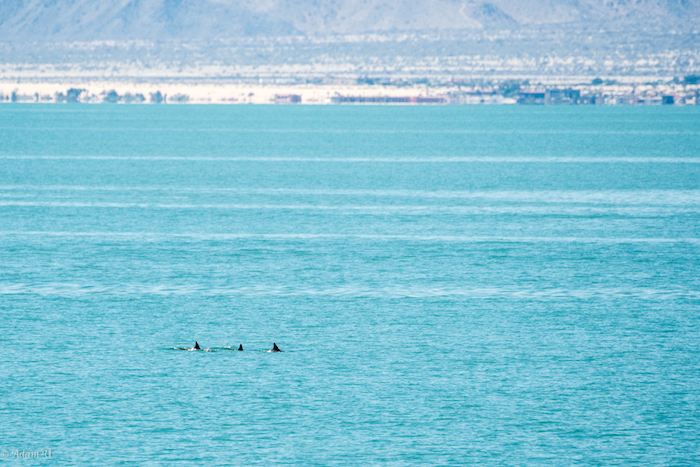 Avistamiento De Vaquitas Marinas