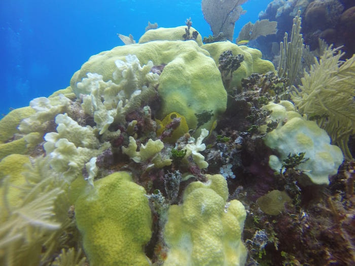 Lo Que Se Requiere Para Proteger Mahahual Es Un Mejor Manejo De Las Aguas Residuales Así Como Una Concienciación Social Y Política De La Importancia De Ecosistemas Como Los Arrecifes De Coral