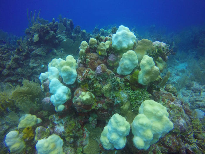 El Exceso De Nutrientes Que Contienen Las Aguas Residuales Y Muchos Otros Compuestos Químicos O Bacterias Presentes En Las Aguas Terminan Por Estresar Dañar E Incluso Ocasionar La Muerte De Las Colonias De Coral