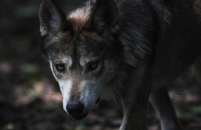 Los Lobos Fueron Exterminados En La Naturaleza En Los Años Como Resultado De Las Campañas De Erradicación Dirigidas Por Los Gobiernos De Estados Unidos Y México Ya Que Acababan Con El Ganado