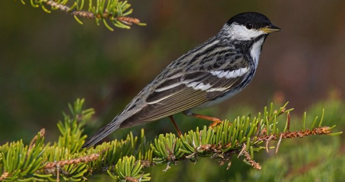 La temperatura es el principal factor del clima que determina los lugares donde una especie puede vivir