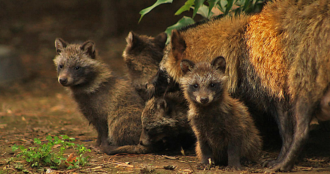 cachorros de perros mapache. Foto: NOTIMEX