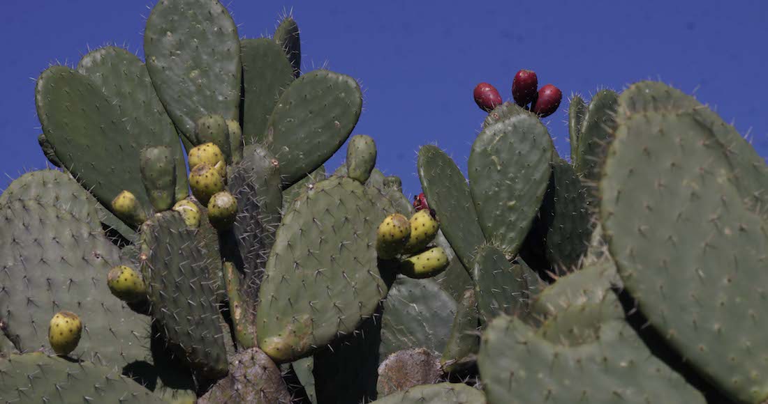 Nopales. Foto: CUARTOSCURO