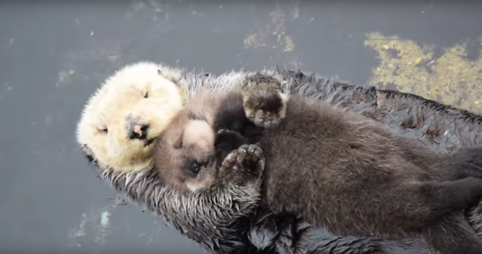 Una Nutria Y Su Cria Duermen Abrazadas En El Estanque De Un Acuario Y Conmueven En Redes Video Sinembargo Mx