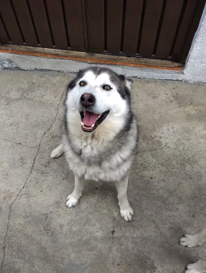 Aunque usted no lo crea: el robo de perros con violencia (hasta con escopeta) se dispara en la CdMx