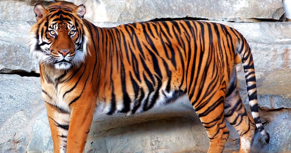 Científicos Chinos Envían Adn De Tigre De Amoy Al Espacio Para Evitar Su Extinción Sinembargo Mx 6430