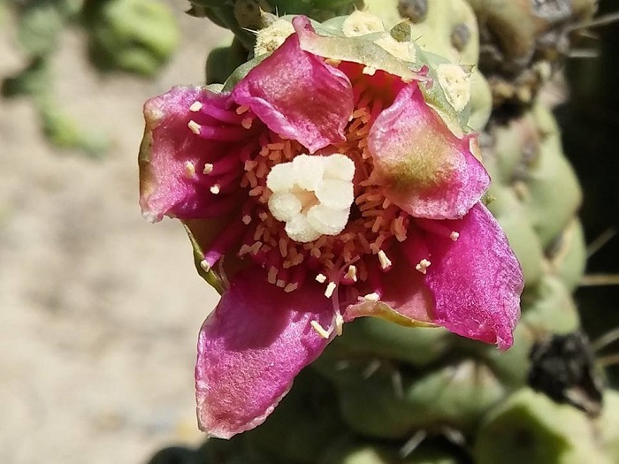 Unas 56 Especies De Plantas De Sonora En Peligro De Extincion Por