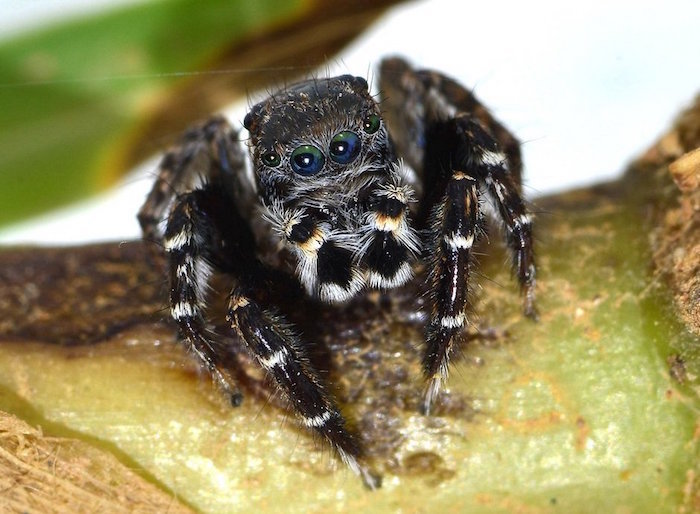 Científicos Descubren Nuevas Especies De Arañas Saltarinas Consideradas Las Más Hermosas De