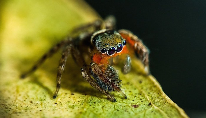 Científicos Descubren Nuevas Especies De Arañas Saltarinas Consideradas Las Más Hermosas De