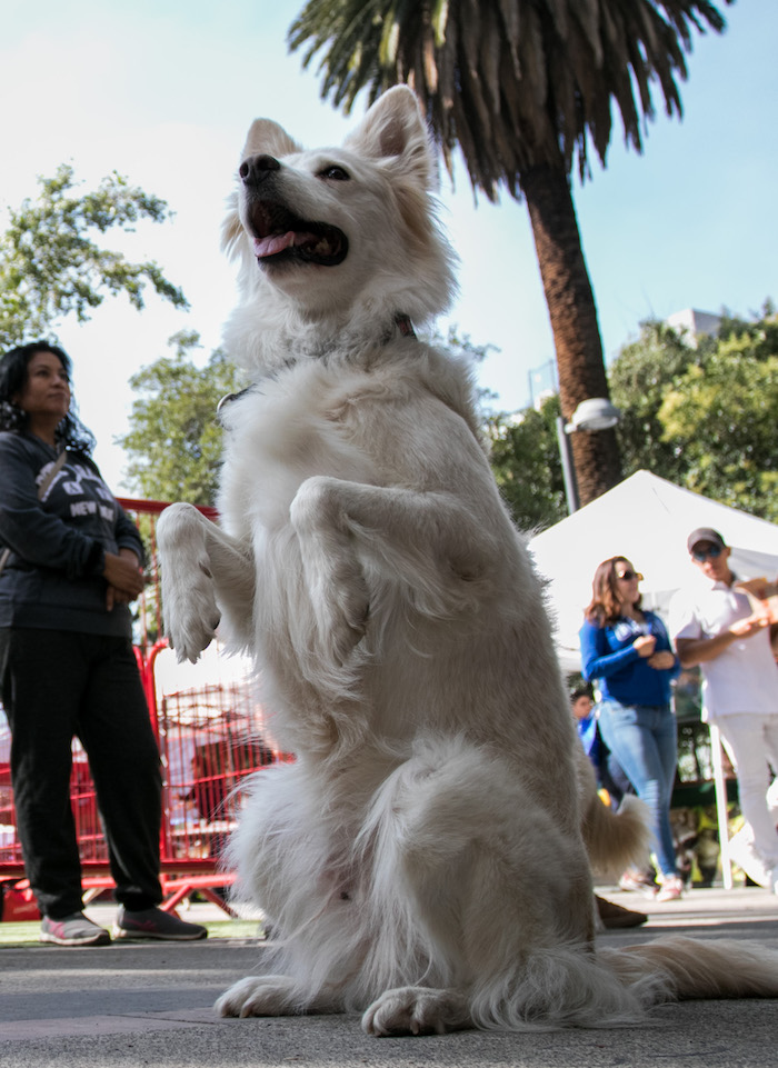 El perro es la mejor compañía para recuperarte de un ataque al corazón. Foto: Galo Cañas, Cuartoscuro