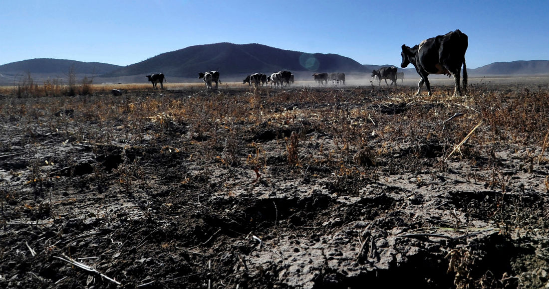 Fotografía con fecha del 28 de noviembre del 2016, que muestra a ganado vacuno durante época de sequía en la comunidad ejidal Matamoros, municipio de Galeana, en el estado de Nuevo León, (México). Foto: Miguel Sierra, EFE