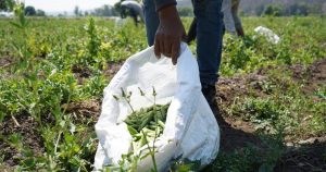 agricultura-agricultor-campo-cosecha-coronavirus