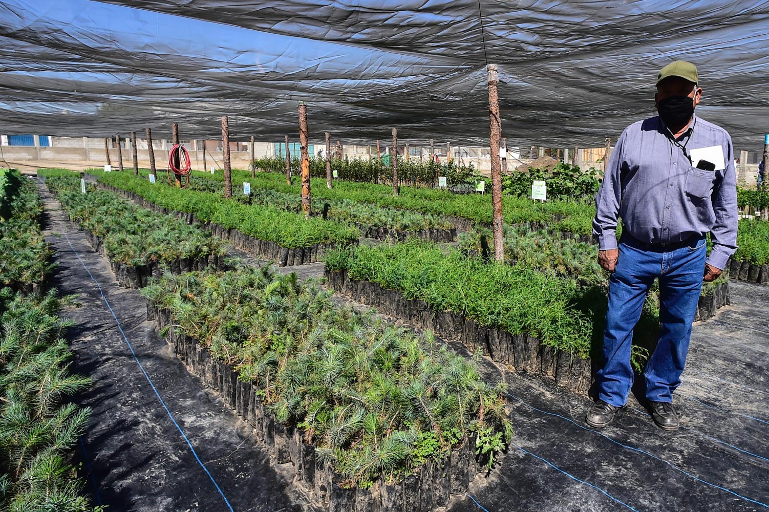 Sembrando vida perote agricultor